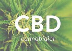 cbd oil