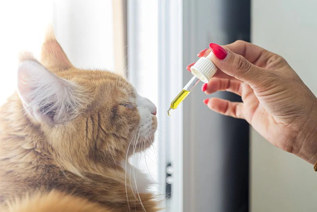 CBD Oil for Cats with Digestive Issues: What You Should Know