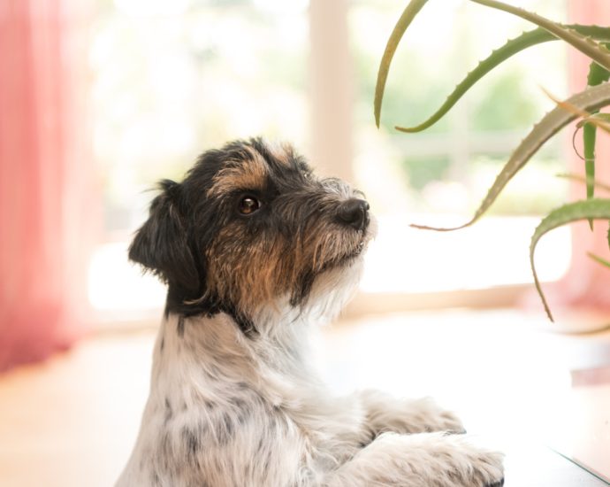 Friendly Plants for Your Pets: Safe Gardening for Them