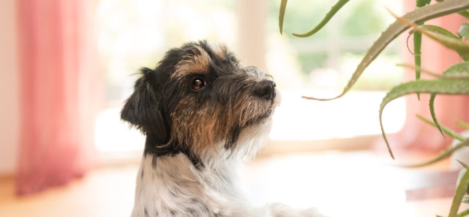 Friendly Plants for Your Pets: Safe Gardening for Them