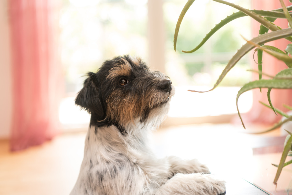 Friendly Plants for Your Pets: Safe Gardening for Them