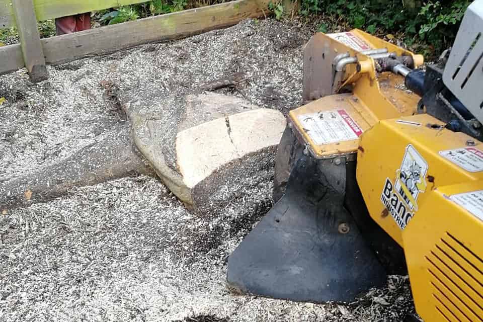 Improve Lawn Maintenance with Proper Tree Stump Removal Techniques